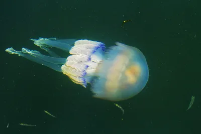 Почему новые медузы атакуют ейские берега? | 13.08.2021 | Северская -  БезФормата