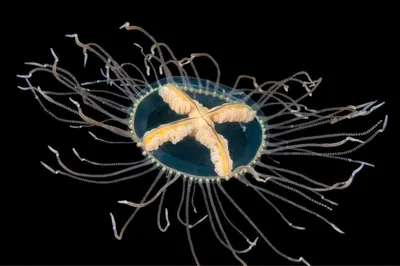 Что за тварь?: на пляже Приморья столкнулись с неизвестным видом медузы