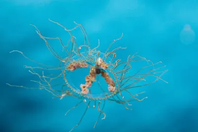 Медуза-крестовик — ядовитая. Она часто встречается в Японском море,  скрываясь в морских зарослях. Для человека её укус.. | ВКонтакте