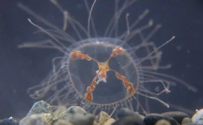 Опасные медузы-крестовики, атакующие Приморье, могут испортить отдых  туристам из ЕАО - PrimaMedia.ru