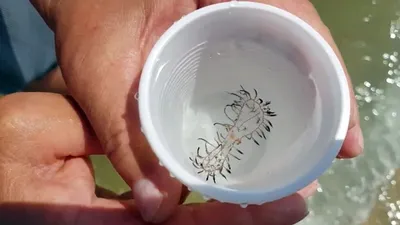 Безопасная встреча с медузами | Приморский океанариум