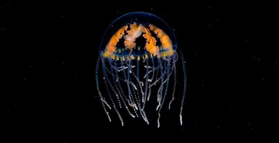 Ядовитые медузы атакуют пляжи в Приморье :: Новости :: ТВ Центр