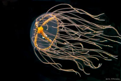 Безопасная встреча с медузами | Приморский океанариум