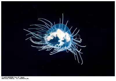 Медуза опасна, бессмысленна и беспощадна - ЯПлакалъ