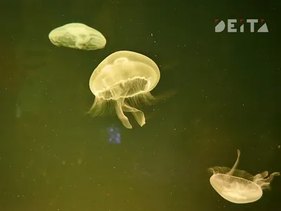 Медузы Японского моря: как избежать встречи и не погибнуть от укуса - KP.RU