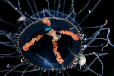 Медузы - равнодушная смерть. Самые опасные медузы в мире и у берегов России  | Safetour - безопасный туризм | Дзен