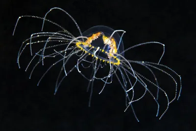 Medusozoa — Википедия
