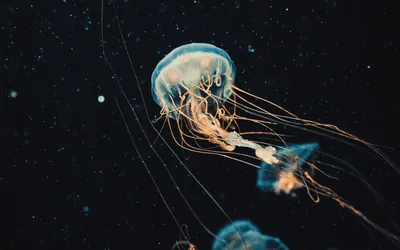 Это Самая опасная медуза на Дальнем востоке. Медуза Крестовик. The most  dangerous jellyfish. | Молодой изобретатель - Данила Дмитриевич | Дзен