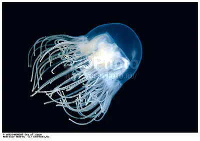 Каких медуз опасаться во Владивостоке? | Пикабу