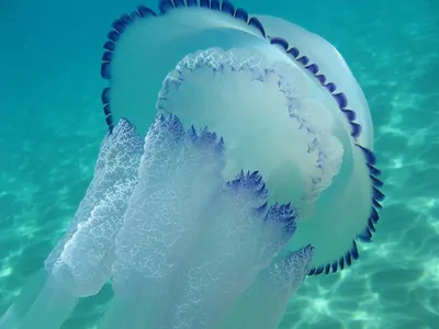 Медузы в мраморном море (45 фото) - 45 фото