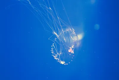 Медуза крестовик (67 фото) - красивые фото и картинки pofoto.club