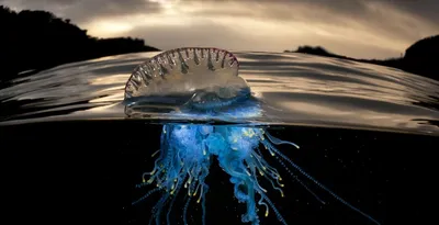Медуза крестовик - 67 фото