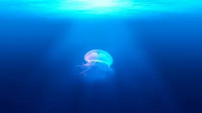 Как спастись от медузы в Приморье?