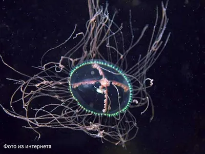 Медуза Крестовик - маленький монстр прибрежных вод Дальнего Востока. |  Загадочный и неповторимый мир | Дзен