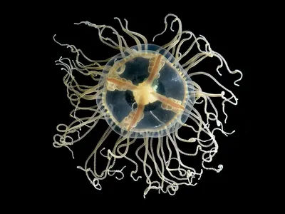 В Нью-Джерси появились опасные медузы - ForumDaily