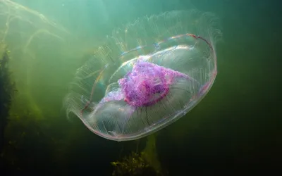 Самые опасные медузы, которых лучше никогда не встречать | Пикабу