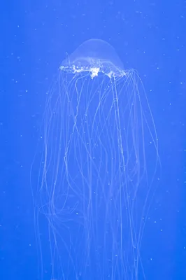 Жителей Приморья атаковали медузы. Что нужно делать в случае укуса — советы  врачей | 360°
