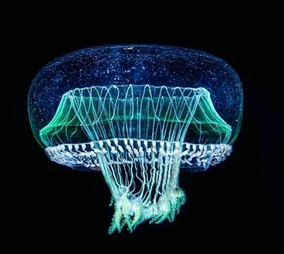 Медуза-крестовик: Не кусается, но жжется - Квакша