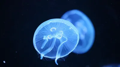 Медузы в мраморном море (45 фото) - 45 фото