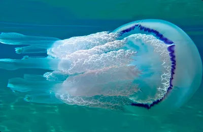Во Владивостоке из-за жаркой погоды активизировались медузы-крестовики ::  Новости :: ТВ Центр