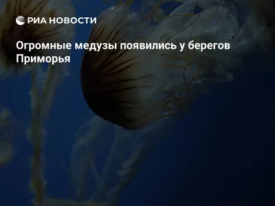 Медуза крестовичок - 66 фото