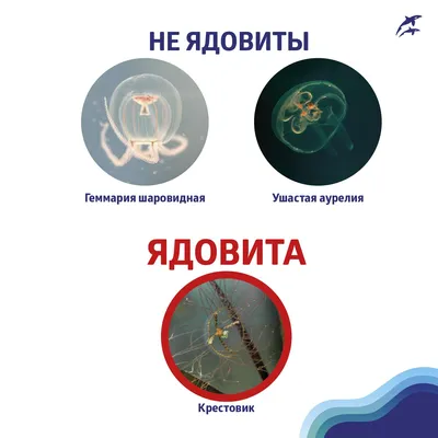 За стеклом: самые токсичные медузы Дальнего Востока теперь живут в  Приморском океанариуме