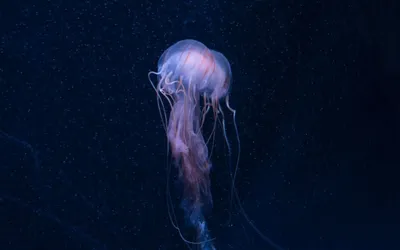 Медуза крестовик - 67 фото