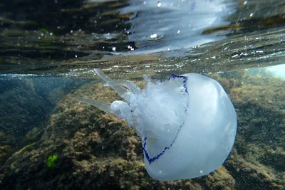 арктическая цианея и медуза-крестовик | Шпаргалки Биология | Docsity