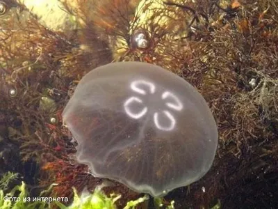 Медуза Крестовик - маленький монстр прибрежных вод Дальнего Востока. |  Загадочный и неповторимый мир | Дзен