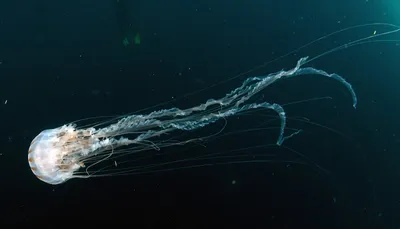 Медуза морская оса фото