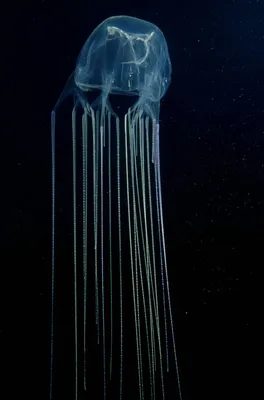 Медуза морская оса фотографии