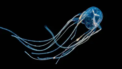 Кубомедуза морская оса | Box Jellyfish Sea Wasp at 'Khram Wreck' | Diving  Pattaya, Thailand - YouTube