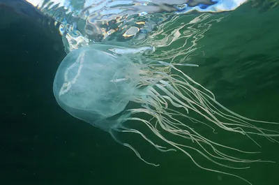 Морская оса. Самая опасная медуза в мире | Все живое на Земле | Дзен