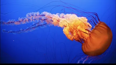 Самая опасная медуза и её названия | Givotniymir.ru | Дзен