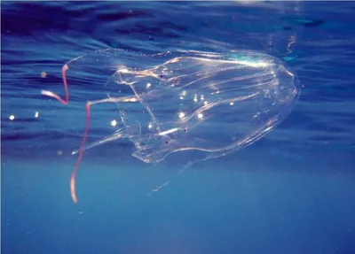 медуза Австралийская морская оса - YouTube