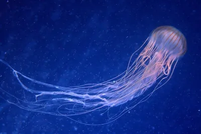 Морская оса или австралийская кубическая медуза (лат. Chironex fleckeri) –  Интересные животные