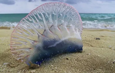 Тихая океанская оса — как неизвестная медуза убивала австралийцев и
