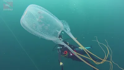 Морская оса или австралийская кубическая медуза (лат. Chironex fleckeri) –  Интересные животные