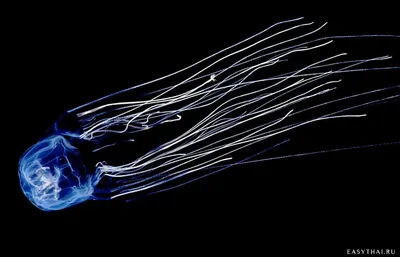 Кубомедуза морская оса | Box Jellyfish Sea Wasp at 'Khram Wreck' | Diving  Pattaya, Thailand - YouTube