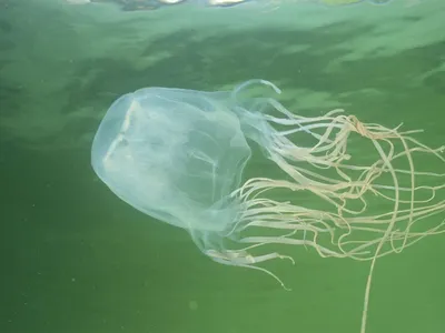 Подросток пошел плавать в океан и умер от укуса медузы: Происшествия:  Путешествия: Lenta.ru