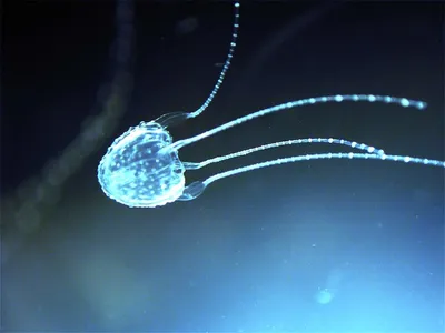 Как выглядят последствия от укуса самой опасной медузы в мире — показываем