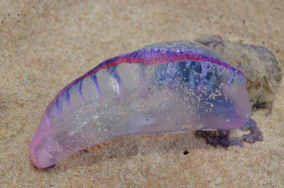 Тихая океанская оса — как неизвестная медуза убивала австралийцев и