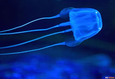 Коробчатая медуза (Морская Оса): Знакомьтесь с самым ядовитым существом на  планете | Quallen, Underwaterworld, Würfelqualle