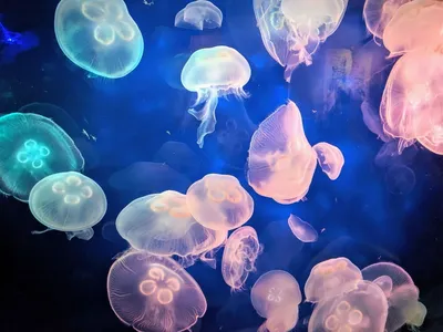 Ядовитые медузы - оса моря стоковое фото. изображение насчитывающей  заплывание - 146011084