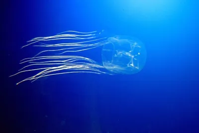 Морская оса — самое ядовитое существо на земле, от которого спасут только  колготки