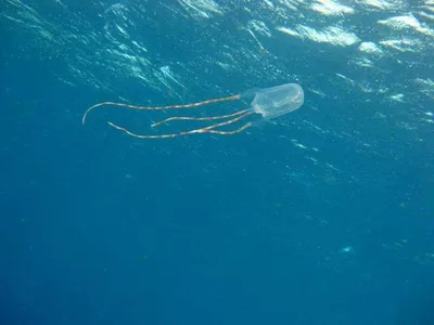 Очень большая медуза в океане , …» — создано в Шедевруме