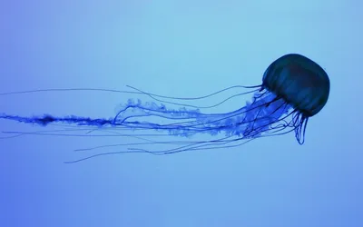 Почему эту медузу прозвали рукой смерти и как от неё спасают обычные  колготки? | Пикабу