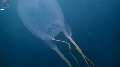 На одном из городских пляжей Сиднея обнаружили новый вид ядовитых медуз -  Наука - ТАСС