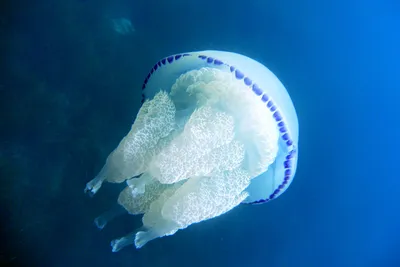 Красивая ядовитая оса моря медуз Стоковое Фото - изображение насчитывающей  медузы, крышка: 146011000