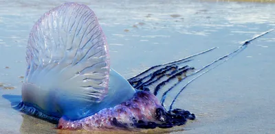Медуза португальский кораблик фото